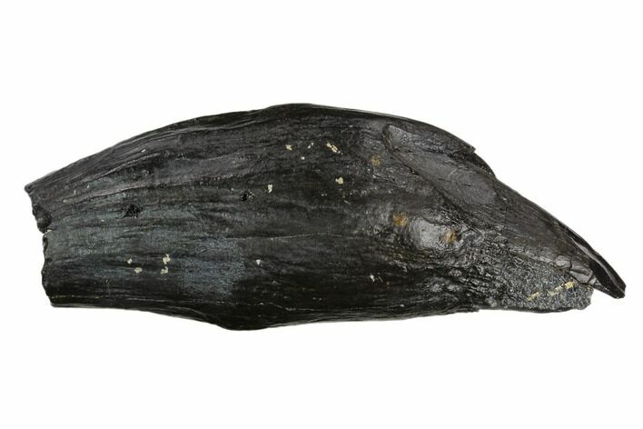 Fossil Sperm Whale (Scaldicetus) Tooth #130183